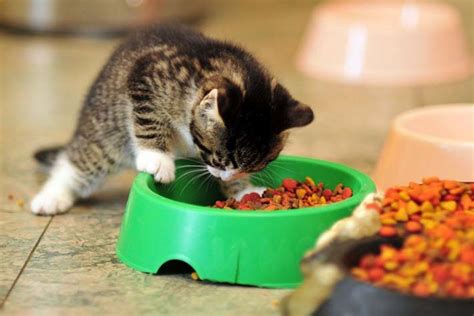 Que comen los Gatos: Consejos para alimentarlos | Infogato