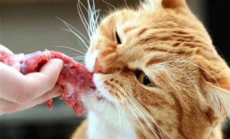 Qué Comen los Gatos Domésticos 3 Piensos para Gatos Comunes