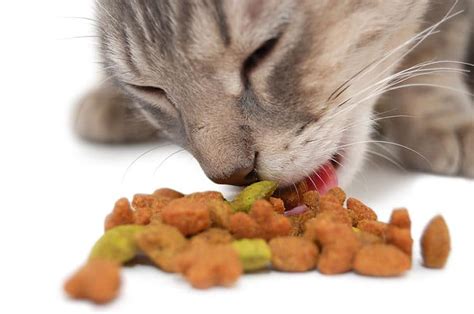 ¿ Qué Comen los Gatos ? ¡Todo lo que Necesitas Saber ...