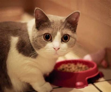 ¿ Qué Comen los Gatos ? ¡Todo lo que Necesitas Saber ...