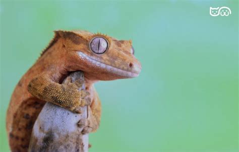 ¿Qué comen los geckos Crestados?   ¿Pueden Comer?