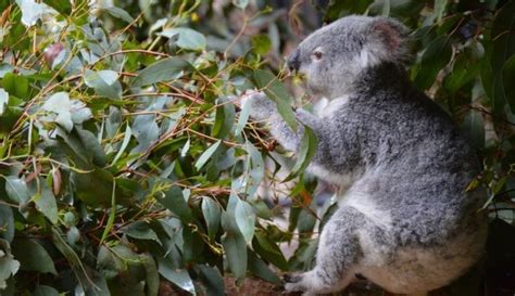 Qué comen los koalas | Descubre de qué se alimentan