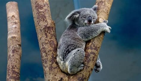 Qué comen los koalas | Descubre de qué se alimentan