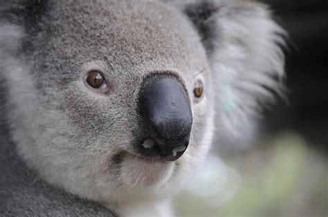 Que Comen Los Koalas   Que Comen... Los Animales
