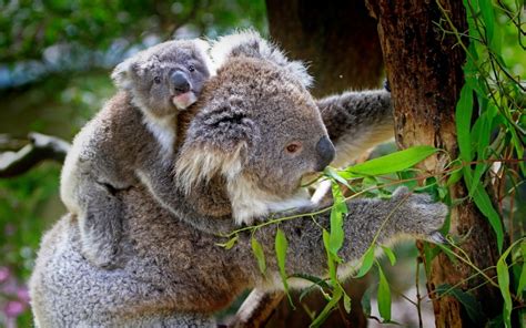 Que comen los Koalas | Que comen... Los Animales