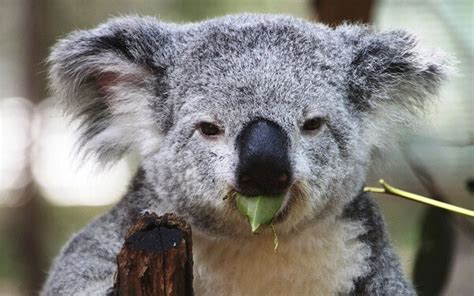 Que Comen Los Koalas? 2019   Donde Viven, Como Nacen