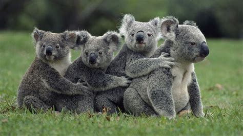 Que Comen Los Koalas? 2019   Donde Viven, Como Nacen