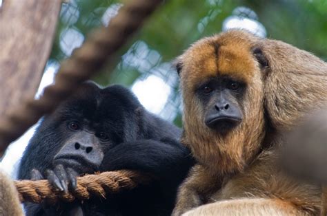 ¿Qué comen los monos aulladores?   Cuanto viven los animales