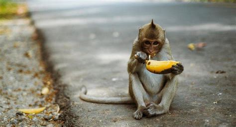 ¿Qué comen los monos probóscide?
