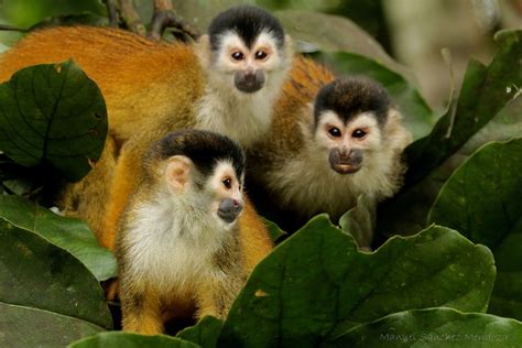 Qué comen los monos tití? – Fundación Saimiri