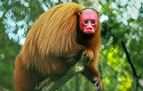 Qué comen los monos uakarís – Sooluciona