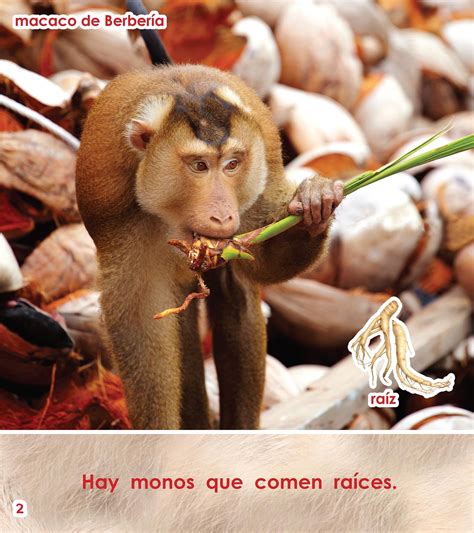 ¿Qué comen los monos?  A  by Hastings, Lindsay A. and Shadonna Gunn ...