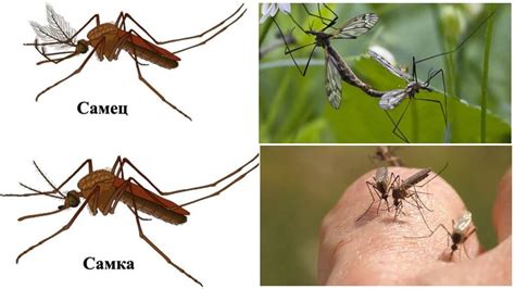 ¿Qué comen los mosquitos machos y hembras?