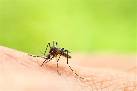 ¿Qué comen los mosquitos?   Vida con Mascotas ️