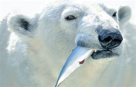 Qué comen los osos polares – Sooluciona
