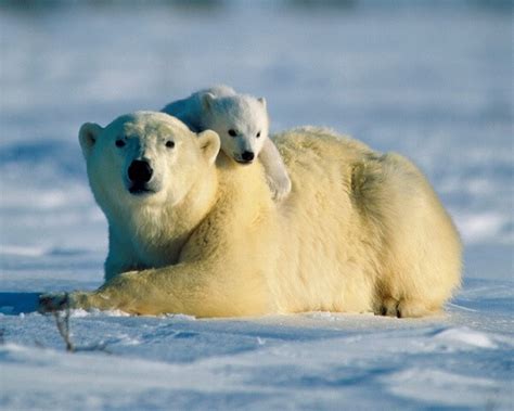 Que Comen Los Osos Polares? 2020   Donde Vive, Como Nace ...