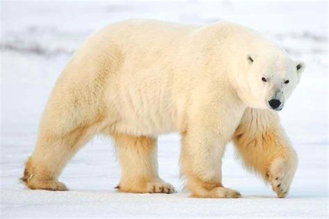 ¿Qué comen los osos polares?