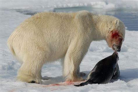 ¿Qué comen los osos polares? » OSOPOLARPEDIA