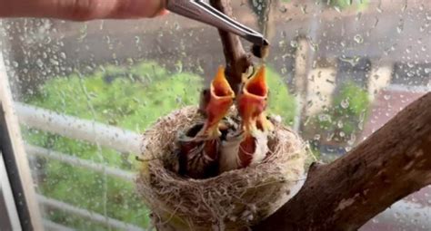 ¿Qué Comen los Pájaros Bebés y cómo Alimentarlos Correctamente ...
