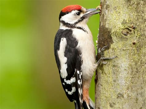 ¿Qué comen los pájaros carpinteros?   Cuanto viven los animales