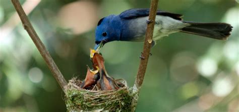 ¿Qué comen los pájaros?   Alimentación de los pájaros