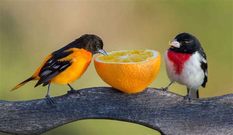 ¿Que comen los pájaros? | Mascotitas