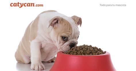 ¿Que comen los perros cachorros? | Consejos y tips para tu ...