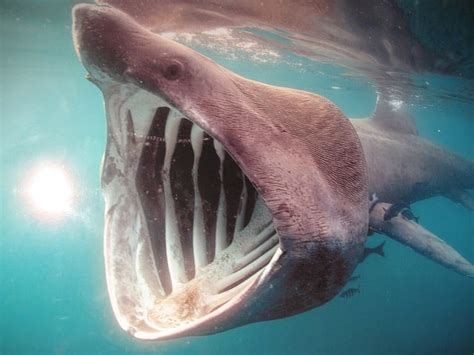Que comen los tiburones | Que comen... Los Animales