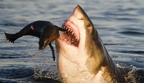 Que Comen los Tiburones? 2019   Donde Viven, Como Nacen