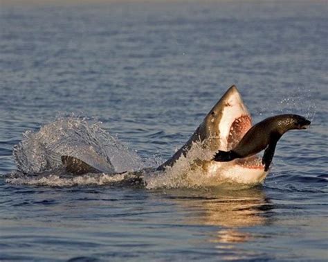 ¿Qué comen los tiburones? ️ » Respuestas.tips