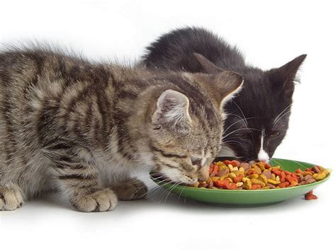 Qué debe comer tu gato   Mascotalia