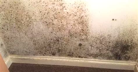 ¿Qué debes hacer si tus paredes están llenas de moho?