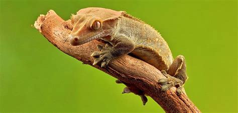 ¿Qué debo saber sobre el gecko crestado?   Reptiles