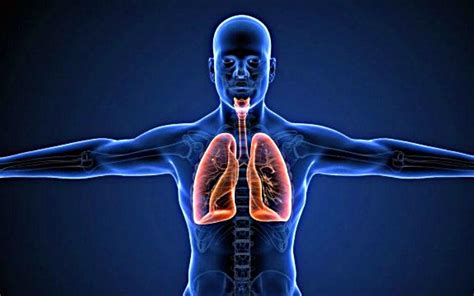 ¿Qué es Aparato Respiratorio? » Su Definición y Significado [2020]