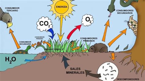 ¿Qué es Ecosistema?