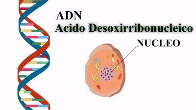 ¿Que es el ácido nucleico? Curiosidades e Informacion Sobre Tecnología ...