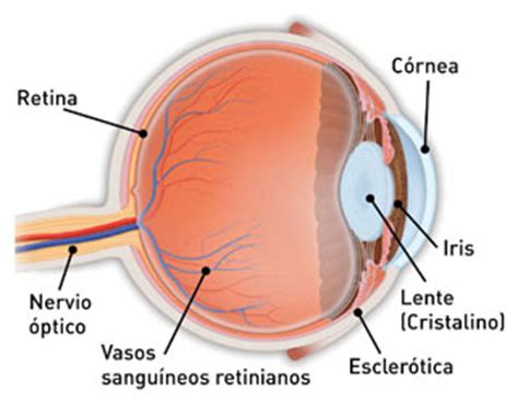 ¿Qué es el astigmatismo?   American Academy of Ophthalmology