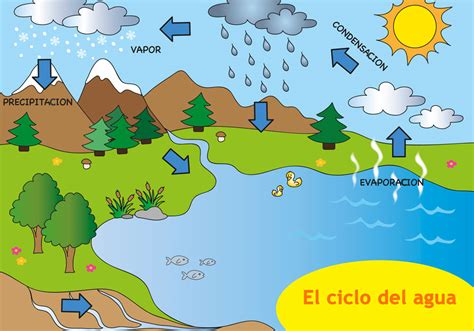 ¿Qué es el ciclo del agua? Resumen para niños