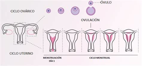 Qué es el Ciclo Menstrual: FASES, CÁLCULO Y DURACIÓN