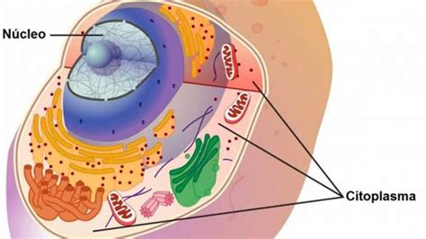 ¿Qué es el citoplasma? Funciones, estructura y características