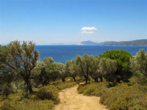 Qué es el clima templado mediterráneo   características ...