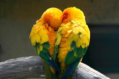 ¿Qué es el dimorfismo sexual en aves?   Pet s Life