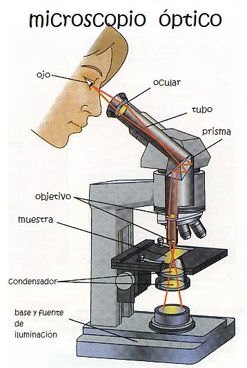 Qué es el Microscopio para Niños. Explicación para niños ...