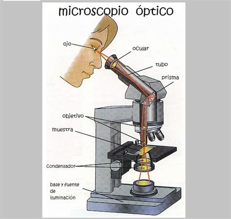 Qué es el Microscopio para niños: Partes del Microscopio ...