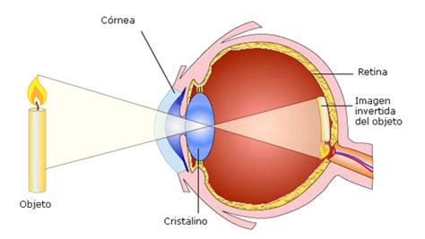 ¿Qué es el ojo? Funciones, anatomía y fisionomía, partes ...