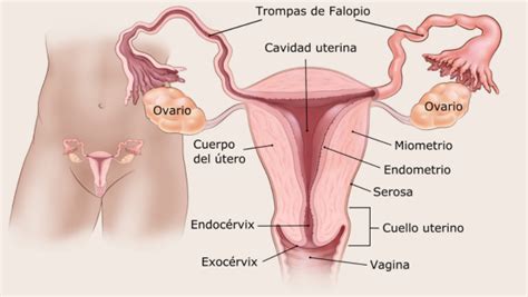 ¿Qué es el sarcoma uterino?