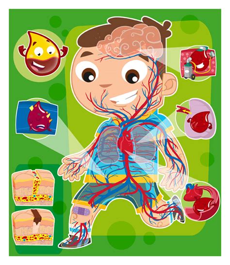 Que es el sistema circulatorio para niños de inicial   Imagui