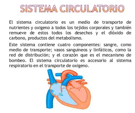 Qué es el sistema circulatorio   Sistema circulatorio