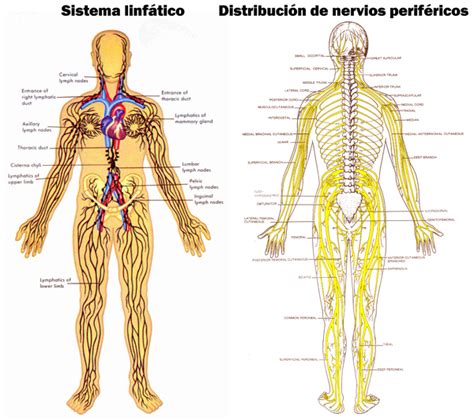 Qué es el sistema nervioso linfático   Sistema nervioso