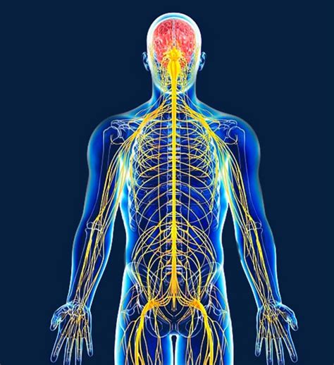 Qué es el sistema nervioso?  definición, concepto, función